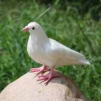 Colombes d'oiseaux de simulation de prix usine en blanc, oiseaux de plumes artificielles grises avec griffe, oiseau décoratif pour la décoration de bricolage