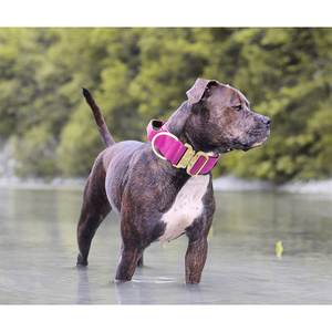 Collar para perro de combate acolchado de <span class=keywords><strong>neopreno</strong></span> resistente, 1,5 pulgadas, hebilla de Color dorado - Product Image 5