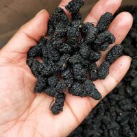 Mûres séchées en vrac de Sichuan Panzhihua, emballage en boîte, grande quantité, réduction, durée de conservation de 12 mois
