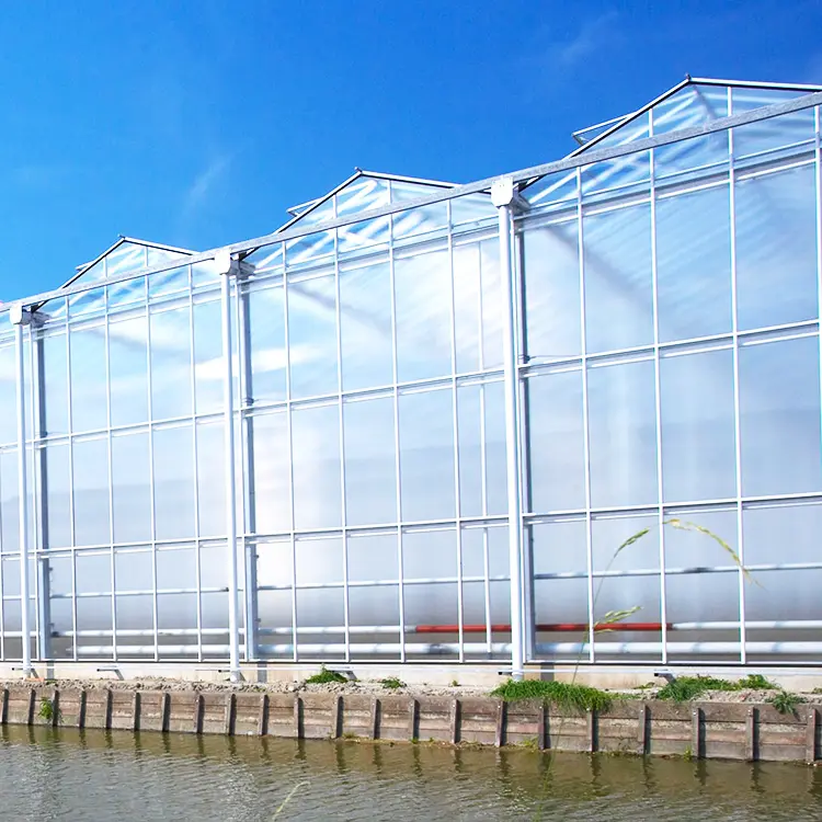 China factory tropical used vegetable commercial greenhouse for sale