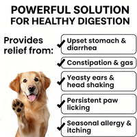 En stock : Probiotique premium pour chiens avec enzymes digestives pour la santé intestinale, soulage les gaz et la diarrhée, et soutient l'immunité