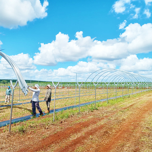 Serre toutes saisons Caterpillar pour la protection des myrtilles, des courgettes, des citrouilles et des fruits de <span class=keywords><strong>verger</strong></span> en Australie - Product Image 5
