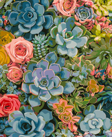 Lukisan Bunga Modern Succulent Full Brushed DIY dengan Cat Nomor, Lukisan Tangan Ramah Lingkungan, Seni Dinding Persegi Panjang 40x50cm, Pilihan Bingkai