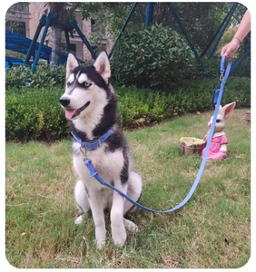 Ensemble de collier de chien de luxe personnalisé couleur unie PVC sangle néoprène laisse pour animaux de compagnie boucle Rivet décoration confortable extérieur - Product Image 6