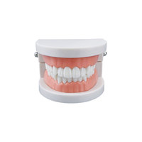 Modèle de typodont pour démonstration dentaire adulte, modèle de dents standard, matériel de laboratoire dentaire pour l'enseignement, l'apprentissage et l'instrumentation clinique