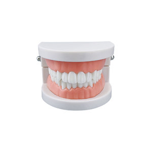 Modelo de Demostración de Dientes de Tipodonto para Adultos, Modelo de Dientes Estándar, Material de Laboratorio de Odontología para Enseñanza, Aprendizaje, Instrumento Clínico - Product Image 5