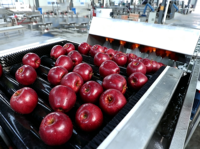 Fruitwas- en sorteerlijn met bubbelspoelmachine, borstelrol, luchtdroger, wasmachine en sorteermachine voor sinaasappels, appels en avocado's.