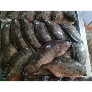 Tilapia entière congelée BQF 300-500 500-800 800-1000 1000g+ |   Poisson Tilapia Congelé en Bloc Bon Prix Afrique - Product Image 4