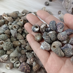 Bingkai foto kerang laut, 1-2.5cm kecil Dama Monodont Keong dekorasi kehidupan laut koleksi seni dan proyek kerajinan