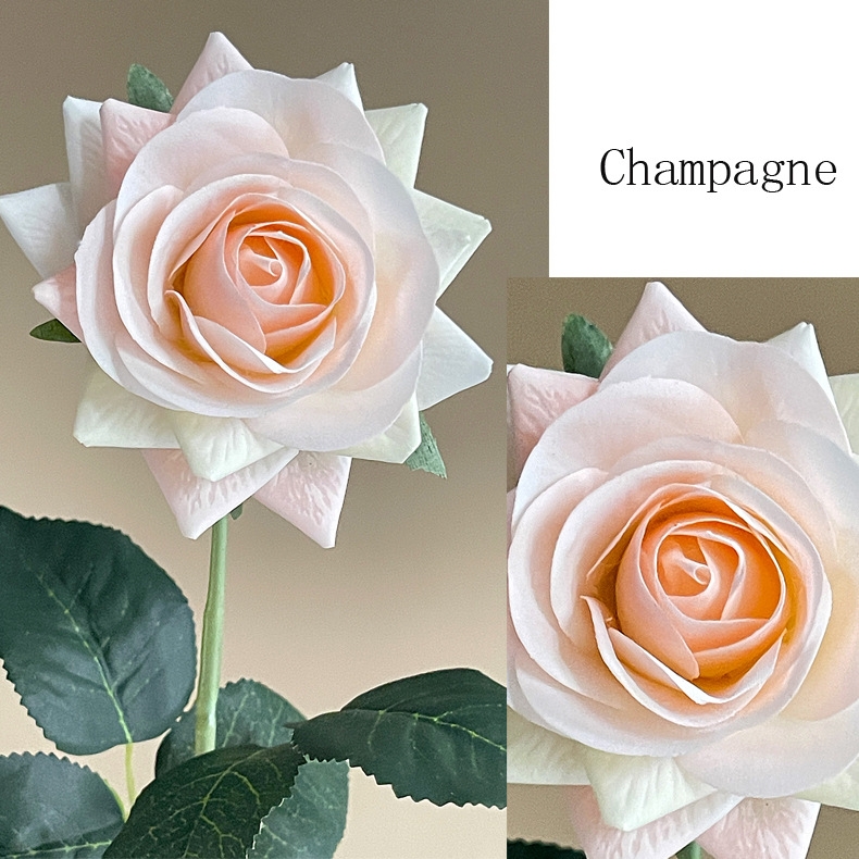 Champagne