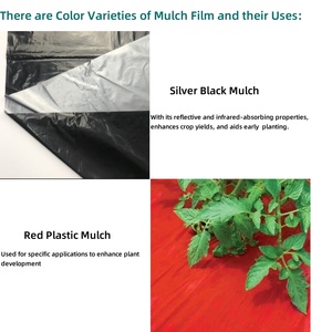 Film de paillis <span class=keywords><strong>en</strong></span> plastique transparent PE pour l'agriculture de 20 microns, film de paillage blanc perforé par soufflage, couvre-sol de légumes - Product Image 4