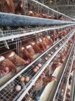 Cages à poules pondeuses automatiques de type H au design moderne pour fermes avicoles