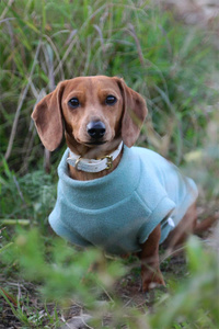 <span class=keywords><strong>Chaleco</strong></span> <span class=keywords><strong>para</strong></span> Perro de Lana Ecológica Clásico Personalizado de Qiqu Pet Supplier, Sudadera Suave de Polar <span class=keywords><strong>para</strong></span> Perro, Jersey Personalizado <span class=keywords><strong>para</strong></span> <span class=keywords><strong>Doberman</strong></span> - Product Image 2