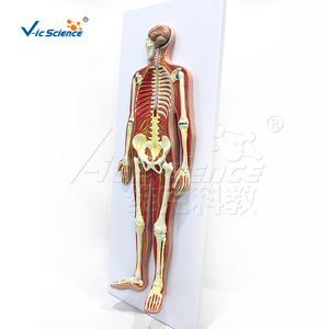 Modèle de simulation en PVC du système nerveux humain, modèle <span class=keywords><strong>3D</strong></span> de l'anatomie du corps entier, équipement de laboratoire, ressource pédagogique médicale - Product Image 5
