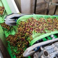 Huile d'olive vierge de marque privée Bouteille PET de 2 litres, première pression à froid Huile d'olive espagnole de haute qualité pour l'assaisonnement et la cuisson