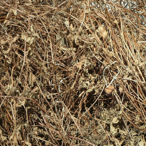Feuilles de gelée d'herbe séchée du Vietnam Mesona Chinensis séchées au soleil propres et naturelles parfaites pour des desserts sains - Product Image 1