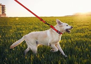 Juego de collares para perros y correas, Collar de martingala reflectante para perros pequeños, medianos y grandes (rojo y S) - Product Image 6