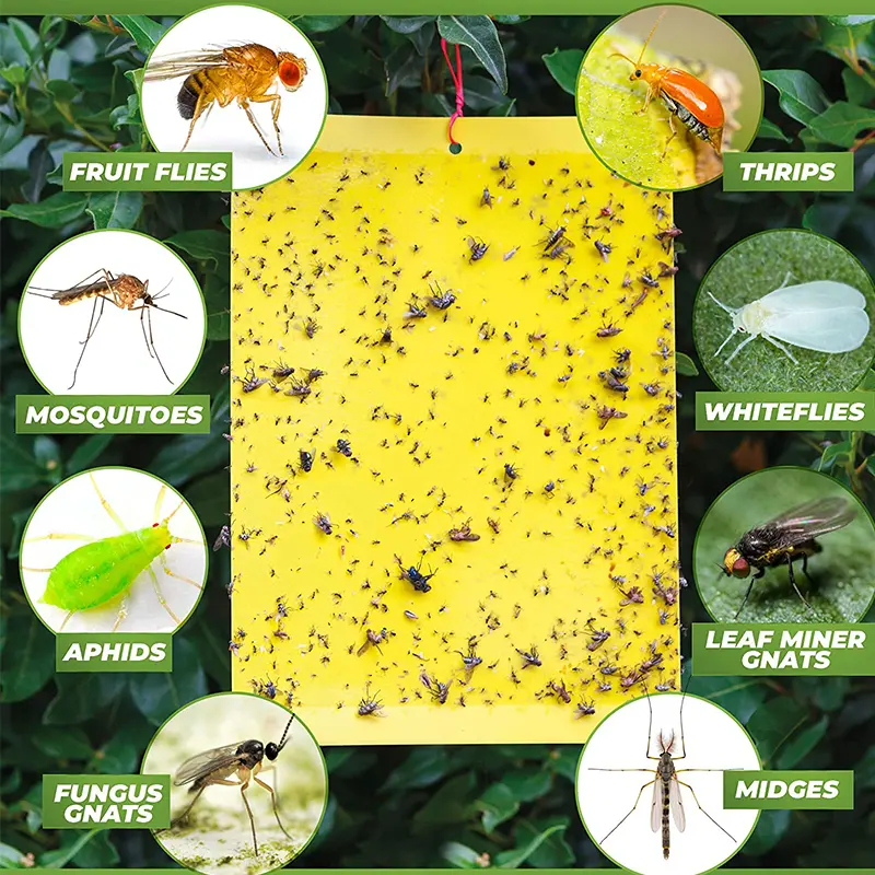 Sıcak satış sarı mantar Gnat tuzakları ev kapalı sinek için tutkallı kağıt kapalı böcek Gnats katil tuzak