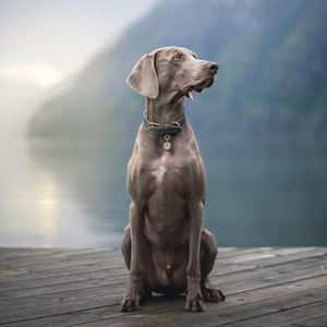 Guinzaglio regolabile in vera pelle per cani di alta qualità con sicurezza durevole e robusto con fibbia per accessori in metallo a sgancio rapido - Product Image 6