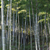 Semillas de Bambú Moso (Phyllostachys Edulis) de Suministro Directo de Fábrica para Cultivo de Plantas Artificiales