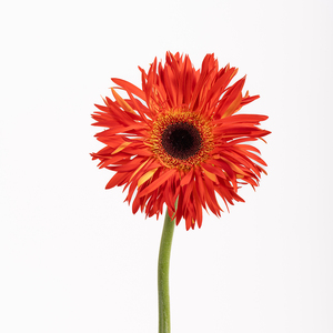 Base de plantación de flores de Yunnan, venta al por mayor, <span class=keywords><strong>Gerbera</strong></span> <span class=keywords><strong>Jamesonii</strong></span> para Decoración - Product Image 5