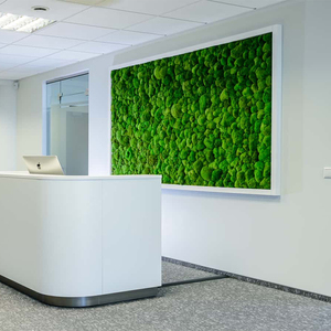 Fresh Real Natural Preserved <strong>Moss</strong> <strong>for</strong> Wall Decoration - Product Image 6