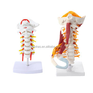 LHMTG02 1:1 تمثال هائل لعنق الفقرات الطبية البشري بجودة عالية مع نموذج للعضلات العصبية نموذج هيكل عظمي بشري نموذج لتعليم فقرات الفقرات الطبية - Product Image 6