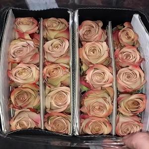 Rosas Coloridas <span class=keywords><strong>de</strong></span> Alta Calidad Grado AB <span class=keywords><strong>de</strong></span> Kunming, Yunnan, Decoración para Bodas, Flores Frescas al por Mayor, Envío Directo Disponible - Product Image 4