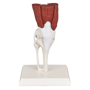 Modelo Anatómico de Articulación de Rodilla Humana a Gran Escala DP09-026 CN, Músculos, Ligamentos, Huesos, Enseñanza <span class=keywords><strong>del</strong></span> <span class=keywords><strong>Sistema</strong></span> Esquelético, Ortopedia - Product Image 4