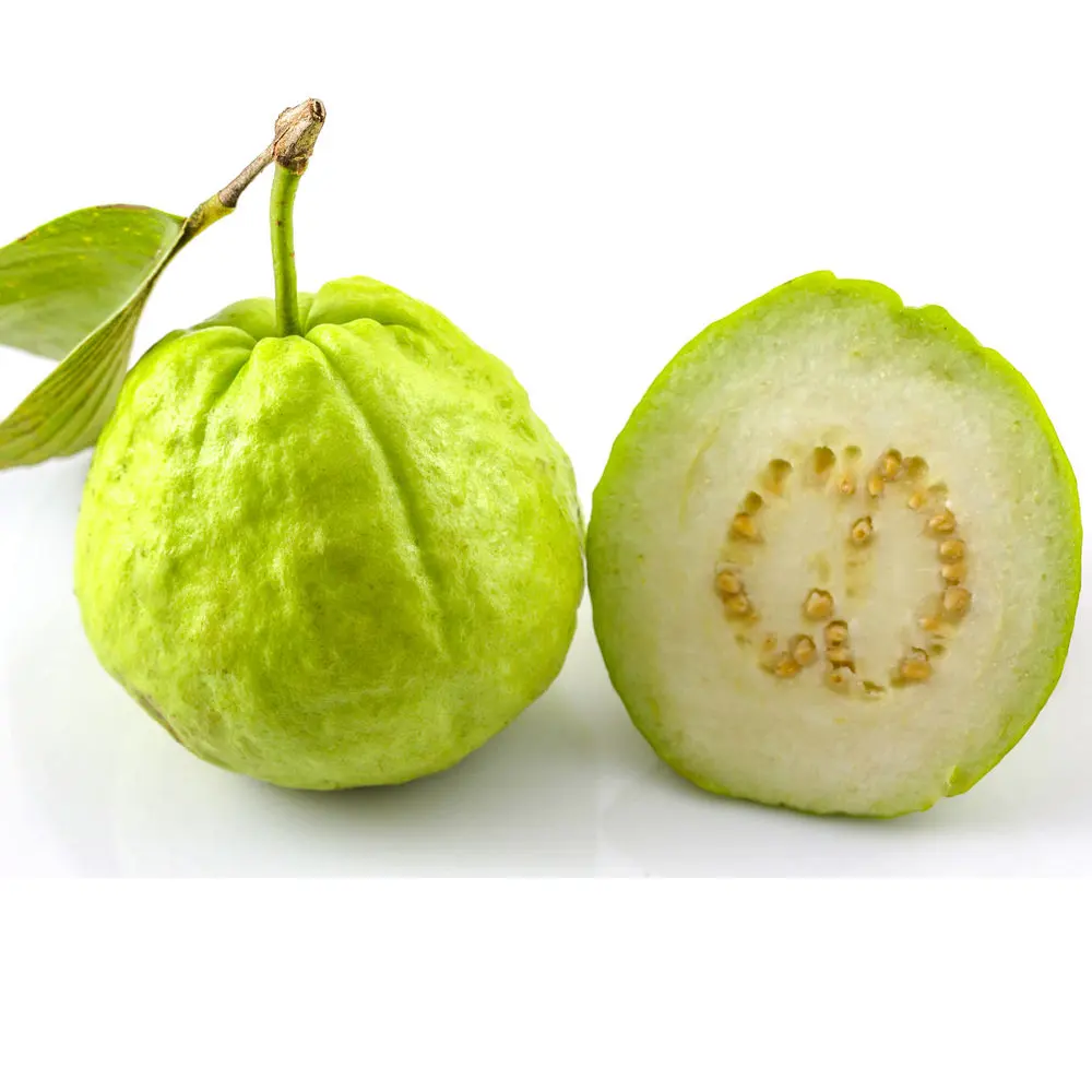 FRESH GUAVA - EXPORTED QUALITY || Ms. Esther (WhatsApp: +84 963590549)