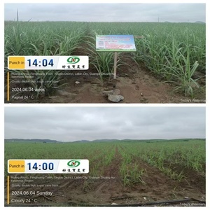 Các nhà máy trực tiếp bán phân bón hợp chất hữu cơ-vô cơ đặc biệt cho sản xuất nông nghiệp. - Product Image 6