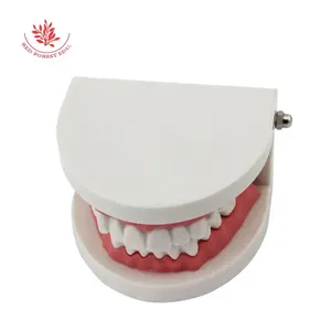 Modello Dentale a Grandezza Naturale per l'Insegnamento nelle Scuole dell'Infanzia, Modello per Insegnare agli Bambini come Spazzolare Correttamente, Modello Dentale Pratico per l'Insegnamento - Product Image 4