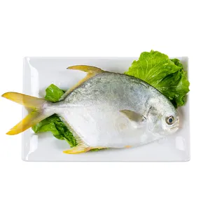 Seafood Wholesale price Heaith Fresh gold pomfret fish frozen pompano fish