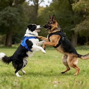 New Design Pet Vest Harness Reflective <strong>Dog</strong> <strong>Leash</strong> Hands-Free <strong>Dog</strong> Clothing Explosion-Proof Adjustable Tactical <strong>Dog</strong> Vest Wholesale - Product Image 2