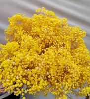 Fleurs de Gypsophile Préservées de Haute Qualité en Gros 120g pour la Décoration de la Maison, des Mariages, de la Fête des Mères et de la Saint-Valentin