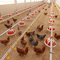 Mangeoire et abreuvoir pour volailles, tétine d'élevage, Caisse de transport de poulets Ikartmali Damacana Suluk