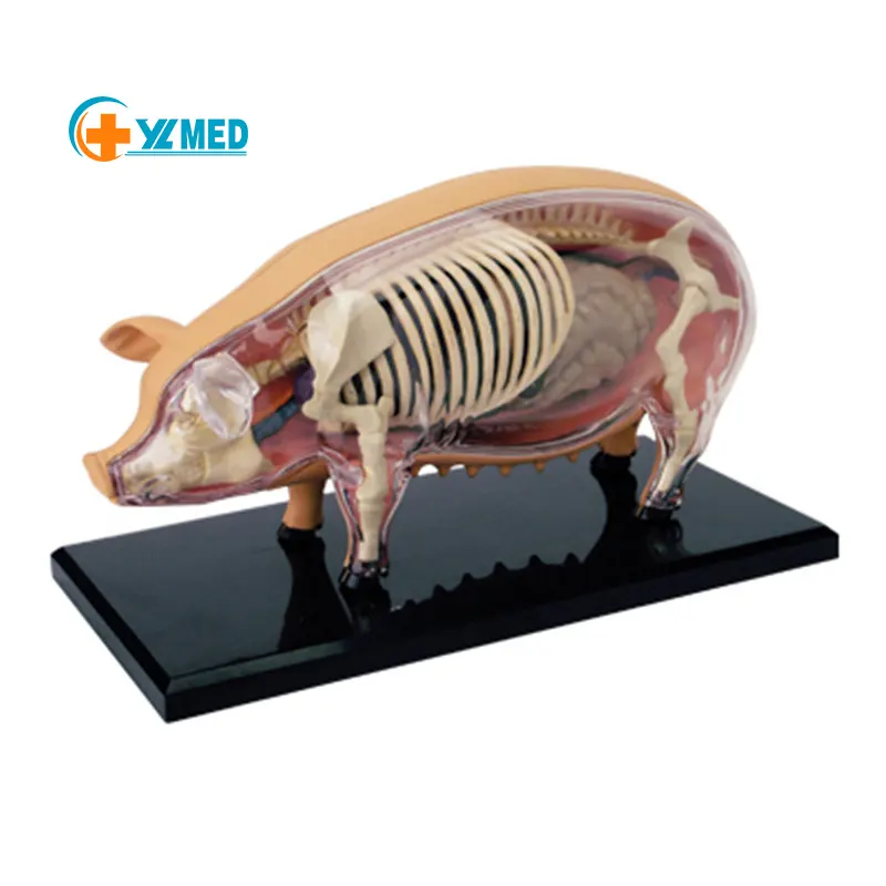 Больница для животных, исследовательский институт для домашних животных, модель анатомии 4D свиней, показывает скелет и структуру органов