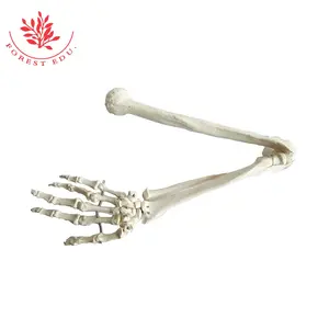 Arm Bones 1:1 PVC Flexible Model Of Upper Limb Anatomy For Orthopedic Demonstration Prosthesis Upper Limb Anatomy Model