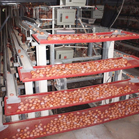 Cages automatiques de type A pour poules pondeuses, équipement d'élevage avicole, poulailler pour poules pondeuses à 3-4 niveaux, installation facile