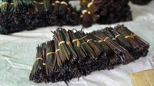 Vainas de Vainilla Orgánica Seca de Madagascar de 18-21 cm, 1 kg, Vainas de Pompona sin Partir, Vanilina >1.8%, Vida Útil de 3 Años, Cosecha de Vainilla - Product Image 3