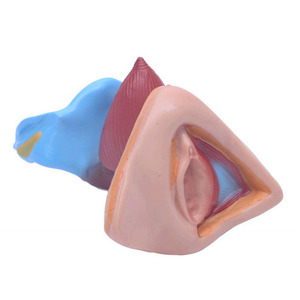 ภายในและภายนอกอวัยวะเพศหญิงอวัยวะรุ่น - Product Image 2