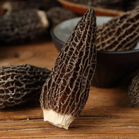 Vente en Gros Morilles Champignons Morchella Cultivation Mycélium Morel graines de champignons