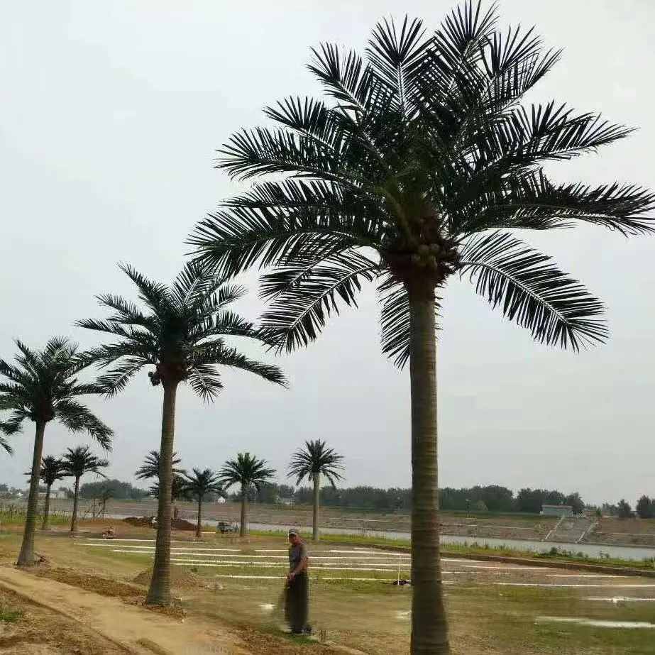 Grandi palme artificiali giganti Anti Uv all'aperto usato albero di cocco artificiale