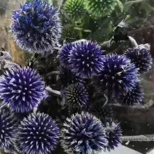 Flores decorativas coloridas al por mayor cardo de globo seco <span class=keywords><strong>Echinops</strong></span> secas flores de Eryngium azul preservadas para la decoración de la boda del hogar - Product Image 6