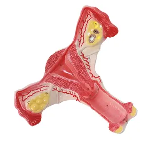 Modèle d'enseignement de l'anatomie utérine féminine, modèle anatomique de l'utérus - Product Image 4