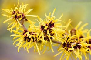 สารสกัดแฮมามีลิสจากโรงงาน <span class=keywords><strong>ผง</strong></span>สารสกัดวิชฮาเซล ช่วยปลอบประโลมและปรับสภาพผิว 10:1 สารสกัดวิชฮาเซลเพื่อผิวสงบ - Product Image 2