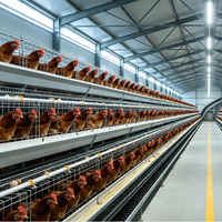 Cage à poules pondeuses de type 3/4 niveaux pour élevage avicole, équipée d'une ligne d'abreuvement automatique et d'un grattoir à fumier, avec cadre galvanisé à chaud