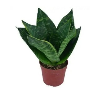 Extracto de Lirio <span class=keywords><strong>Cola</strong></span> de <span class=keywords><strong>Tigre</strong></span> en Polvo, Completamente Soluble en Agua, de Alta Pureza, Gran Suministro - Product Image 3