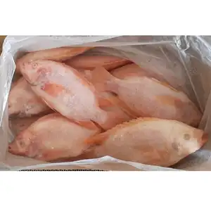 Cina export red tilapia fish 500-800g 300-500g 350-550g confezione sfusa intera tonda eviscerata in scala fresca congelata prezzo tilapia rossa