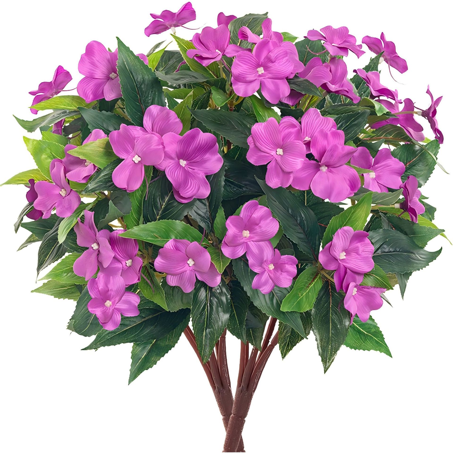 Pourpre